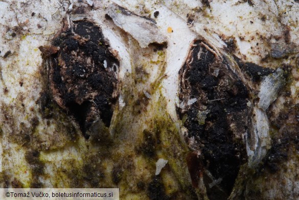 Diatrypella favacea
