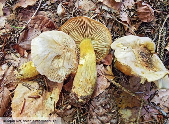 Tricholoma sulphureum
