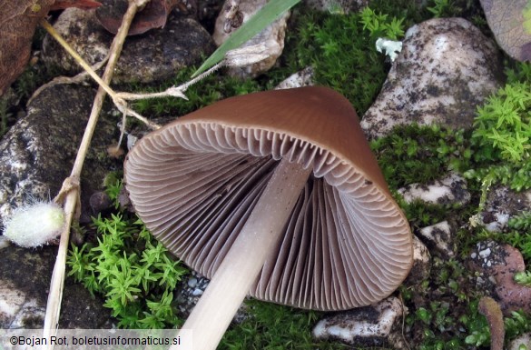 Parasola conopilea