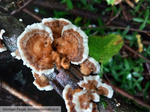 Trametes multicolor