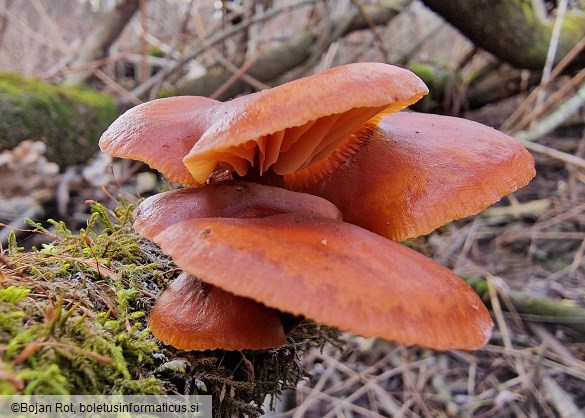 Flammulina elastica