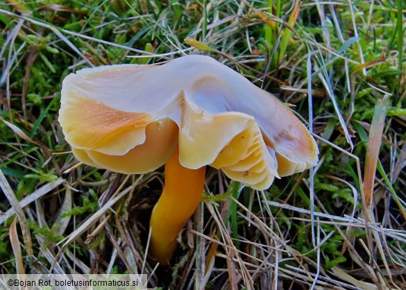 Hygrocybe aurantiosplendens