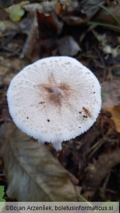 Macrolepiota mastoidea