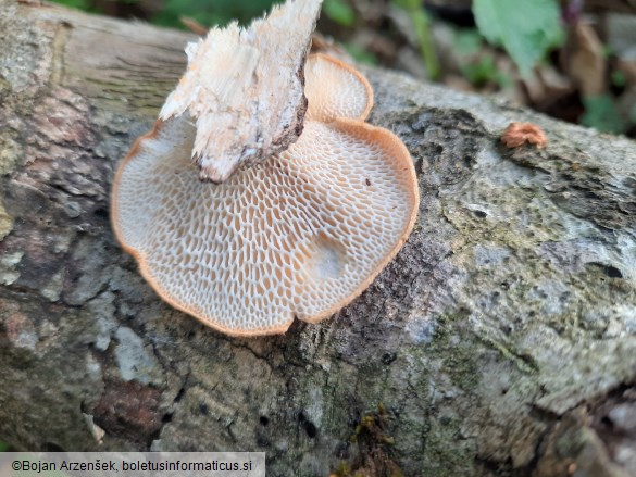 Neofavolus alveolaris
