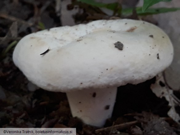 Lactifluus piperatus