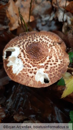 Echinoderma asperum