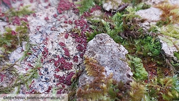 Neonectria coccinea