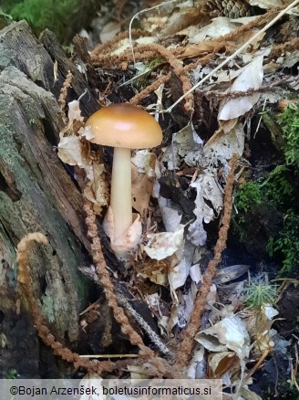 Amanita fulva