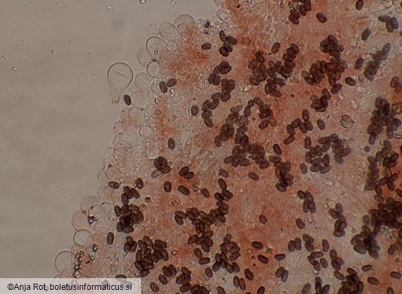 Psathyrella spadiceogrisea