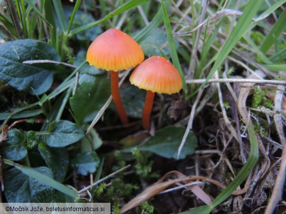 Hygrocybe mucronella