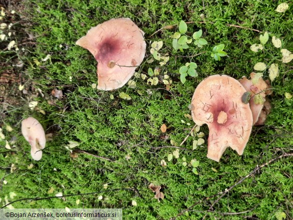 Tricholomopsis rutilans