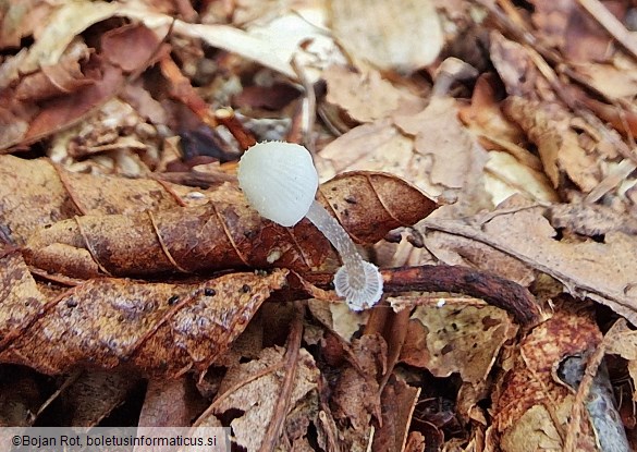 Mycena stylobates