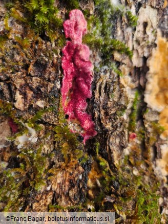 Hypomyces rosellus