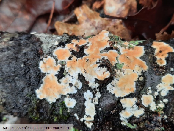 Steccherinum ochraceum