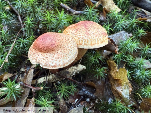 Cortinarius bolaris