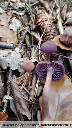 Laccaria amethystina