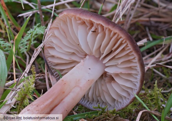 Hygrocybe ingrata