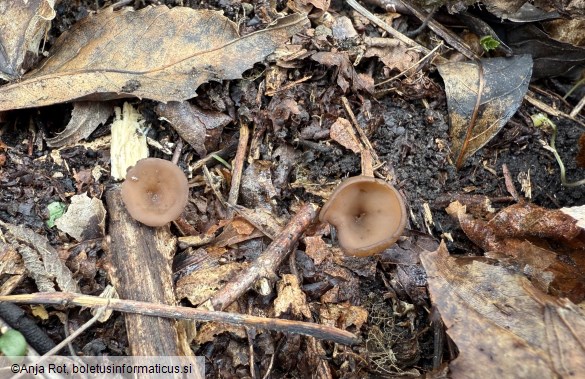 Stromatinia rapulum