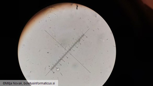 Ditangium cerasi