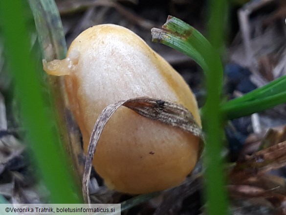 Bolbitius titubans