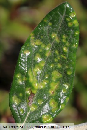 Puccinia teucrii