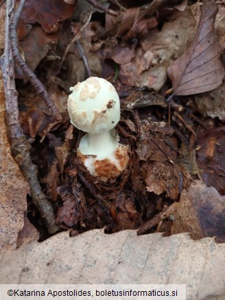 Amanita citrina