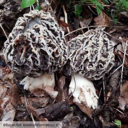 Morchella vulgaris