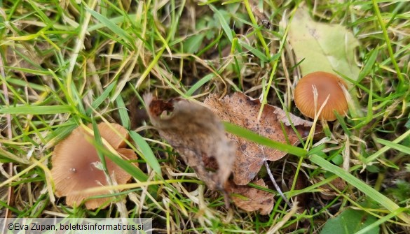 Tubaria furfuracea