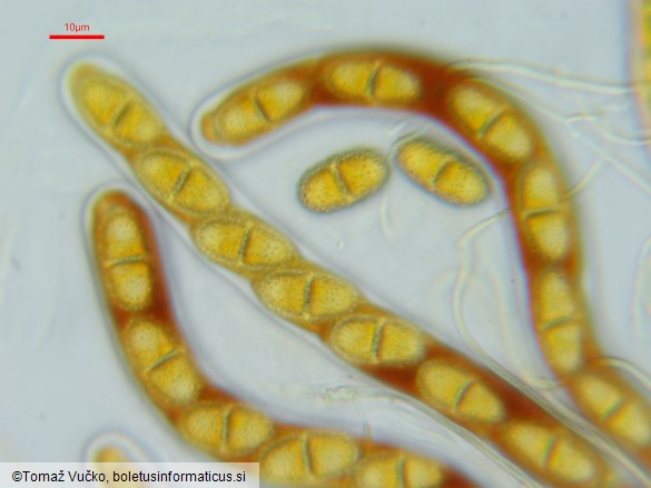 Acrocordia gemmata