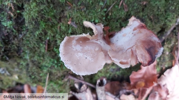Hohenbuehelia petaloides