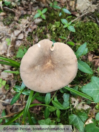 Lactarius azonites