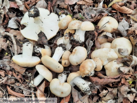 Calocybe gambosa