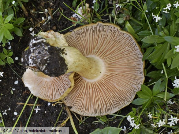 Entoloma clypeatum