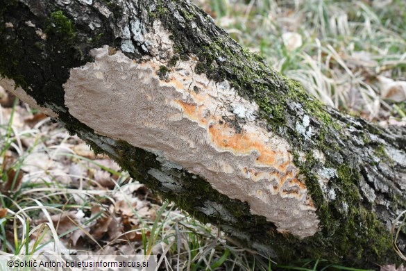 Pachykytospora tuberculosa