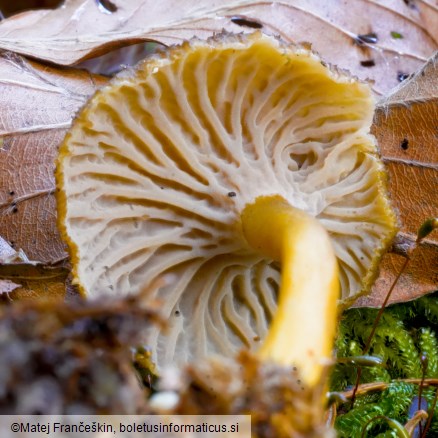 Craterellus tubaeformis