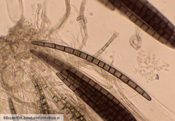 Trichoglossum hirsutum