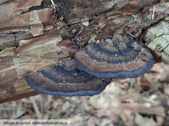 Ischnoderma benzoinum