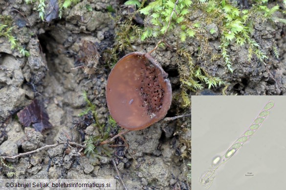 Dumontinia tuberosa