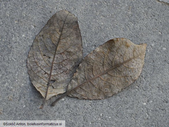 Drepanopeziza salicis