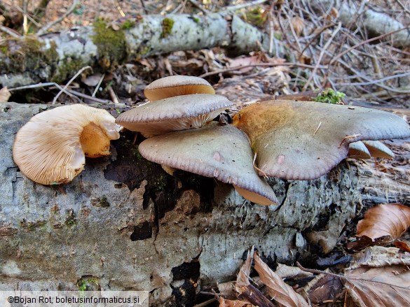 Sarcomyxa serotina