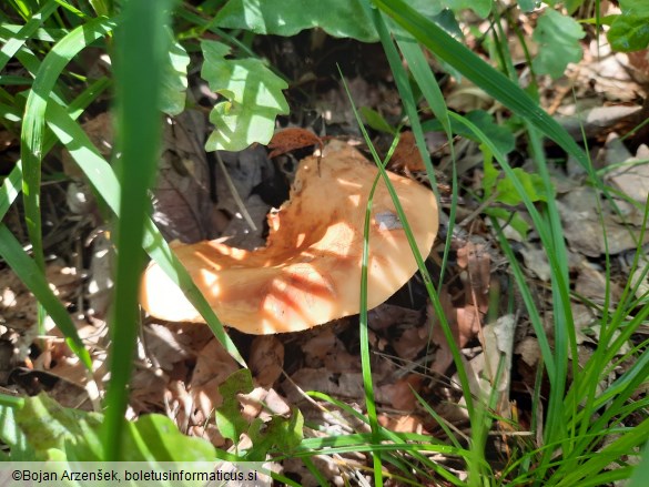 Lactifluus volemus