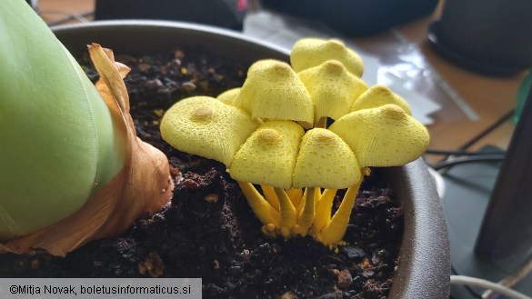 Leucocoprinus birnbaumii