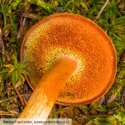 Chalciporus piperatus