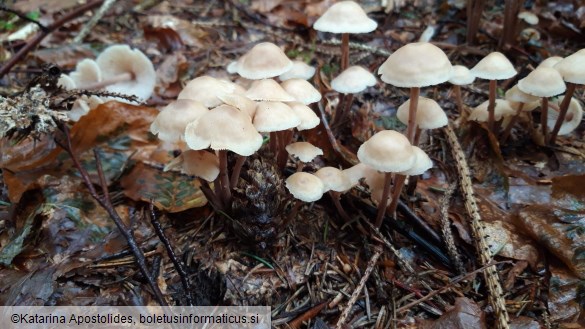 Gymnopus confluens