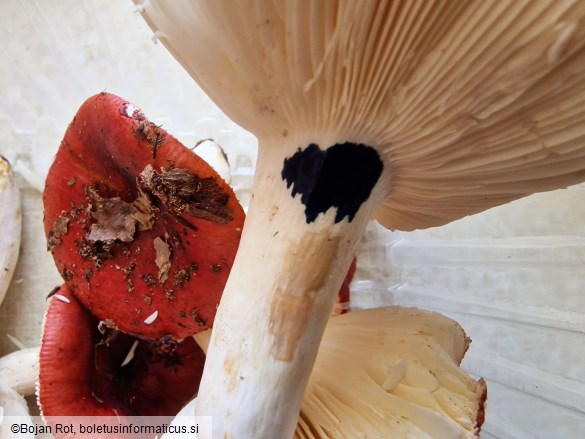 Russula melliolens