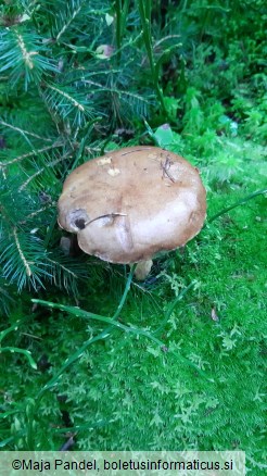 Boletus badius