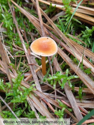 Gliophorus laetus