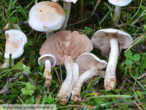 Hebeloma circinans