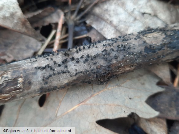 Eutypella scoparia