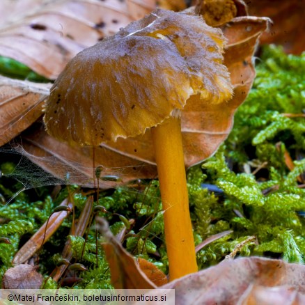 Craterellus tubaeformis